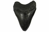Fossil Megalodon Tooth - Georgia #144282-2